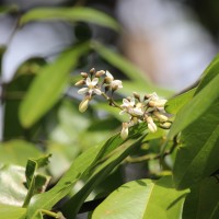 Xanthophyllum zeylanicum Meijden